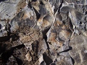 Fossils at Mondeval